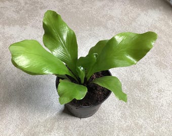 Japanese Bird’s Nest Fern - Asplenium antiquum
