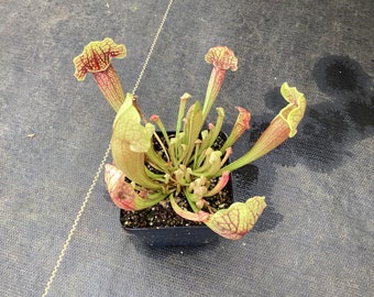 Sarracenia Barba green