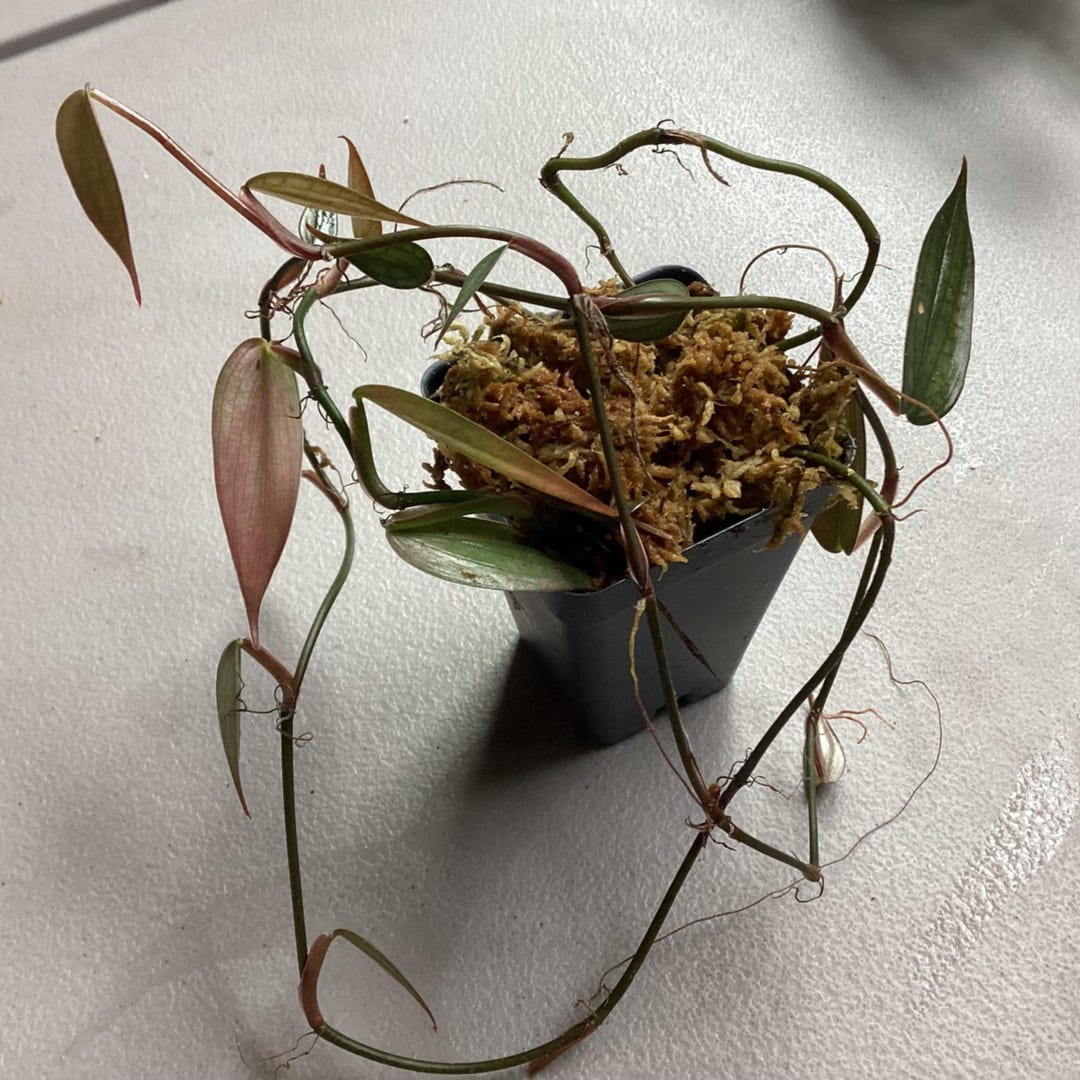 buy philodendron Philodendron melanochrysum - Black Gold Philodendron