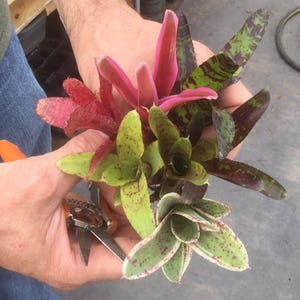 3 pack of Bromeliad pups/growers choice image 9