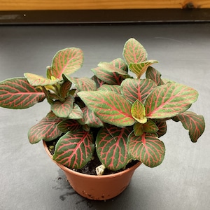 Fittonia verschaffeltii - Red nerve plant