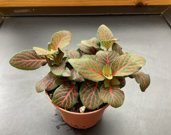 Fittonia verschaffeltii - Red nerve plant