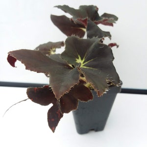 Begonia ‘Black Truffles’ - 2.5 inch pot