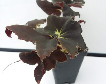 Begonia ‘Black Truffles’ - 2.5 inch pot