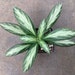 see more listings in the Houseplant  section