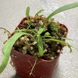 Utricularia longfolia - bladderwort/carnivorous plants