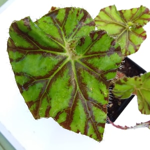 Begonia Zumba image 2