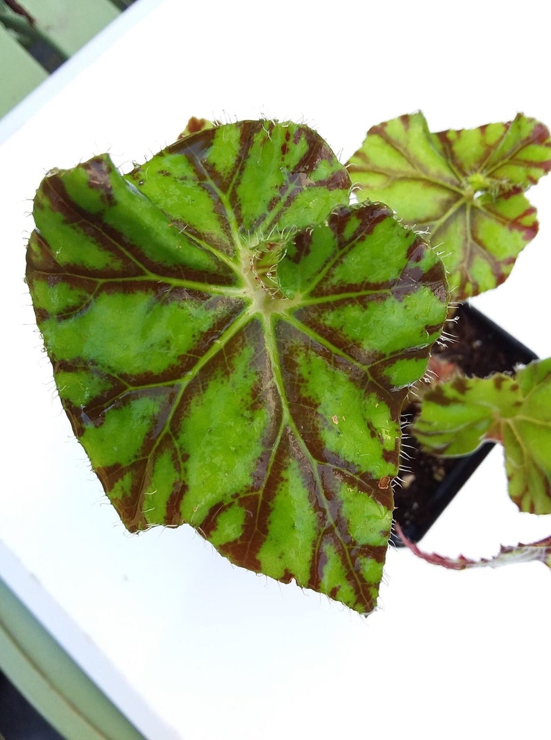 Begonia Zumba image 2