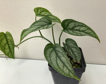 Monstera Siltepecana; vivarium/terrarium/houseplant