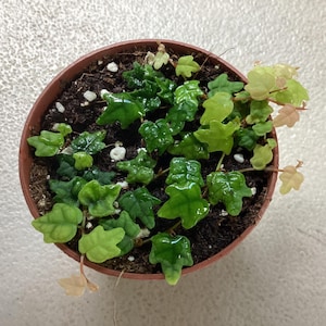 May include: A small potted plant with vibrant green leaves. The leaves have a glossy texture and a unique shape, with some leaves displaying a lighter green hue. The pot is a simple brown color, filled with dark soil.