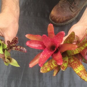 3 pack of Bromeliad pups/growers choice image 5