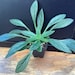 see more listings in the Houseplant  section