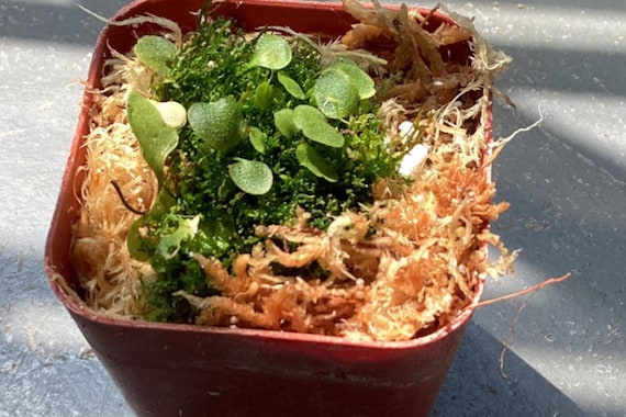Utricularia Nephrophylla - Bladderwort/carnivorous Plant - Etsy