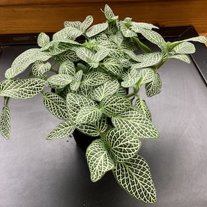 Fittonia albivenis - Green Nerve Plant