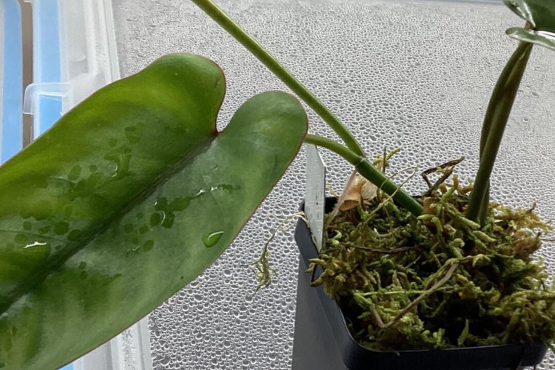 Philodendron Recurvifolium - Etsy