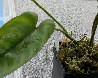 Philodendron Chinchamayense [cutting] - Etsy