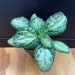 see more listings in the Houseplant  section