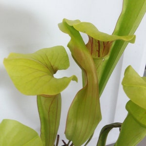 Sarracenia Flava; pitcher/bog plant, carnivorous plant