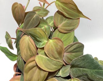 May include: A Philodendron Micans plant featuring heart-shaped, velvety leaves in shades of bronze, copper, and deep green. The foliage grows on slender stems, displaying a mix of mature dark green leaves and younger, lighter reddish-brown leaves.