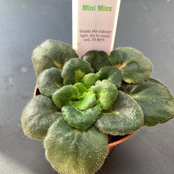 African Violet ‘Mini Minx’