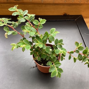 Begonia foliosa var. putzeysiana