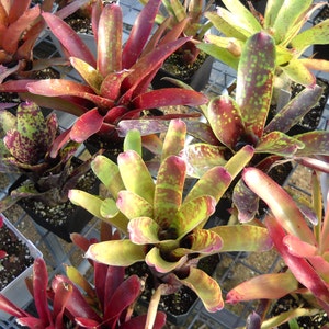 3 pack of Bromeliad pups/growers choice image 2