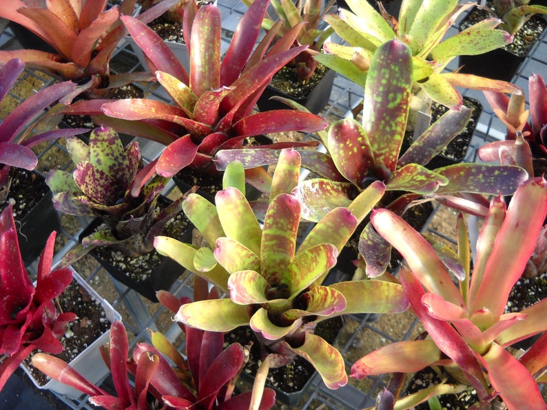 3 pack of Bromeliad pups/growers choice image 2