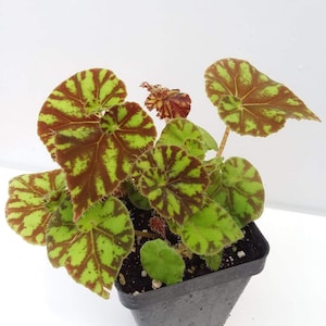 Begonia ‘Rondeau’