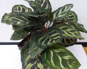 Calathea makoyana