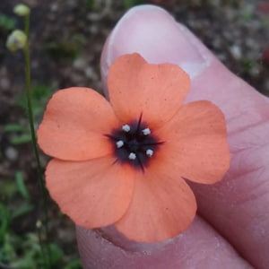 Australian Pygmy sundew- Drosera pulchella orange flower