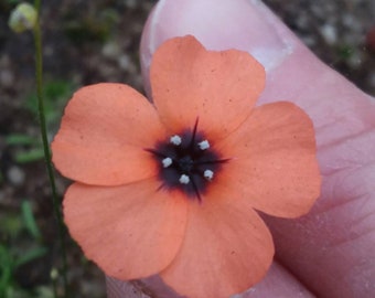 Australian Pygmy sundew- Drosera pulchella orange flower