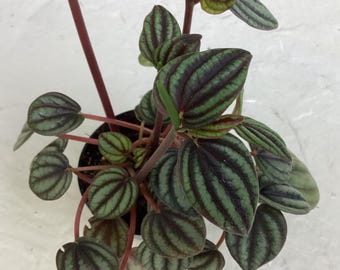Peperomia albovittata ‘Piccolo Banda’