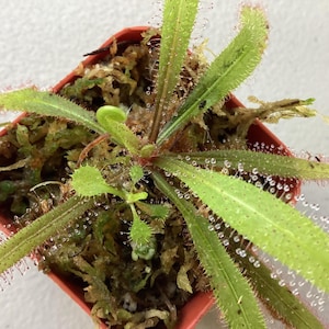 May include: A close-up of a small carnivorous plant, likely a sundew, in a square red pot. The plant has long, green leaves covered in tiny, glistening droplets. The pot is filled with moss and the plant is in the center of the frame.