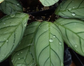 Philodendron Recurvifolium - Etsy