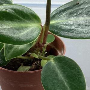 Peperomia maculosa - 2 inch pot