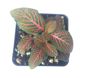 Fittonia verschaffeltii - Red nerve plant
