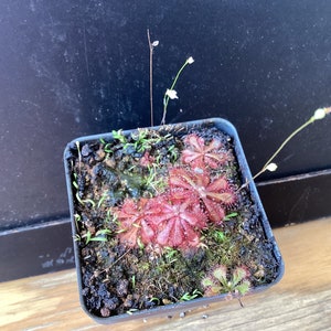 Drosera spatulata compot