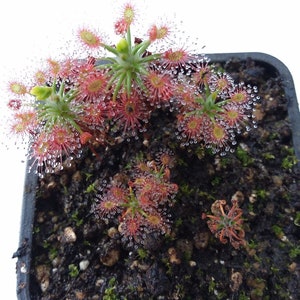 Australian Pygmy sundew - Drosera verrucata