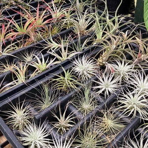 Tillandsia ‘Air Plants’ 4 pack -Grower’s Choice