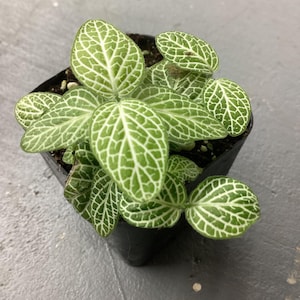 Fittonia albivenis - Green Nerve Plant