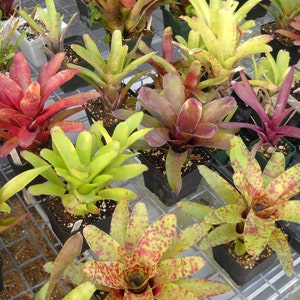 3 pack of Bromeliad pups/growers choice image 4