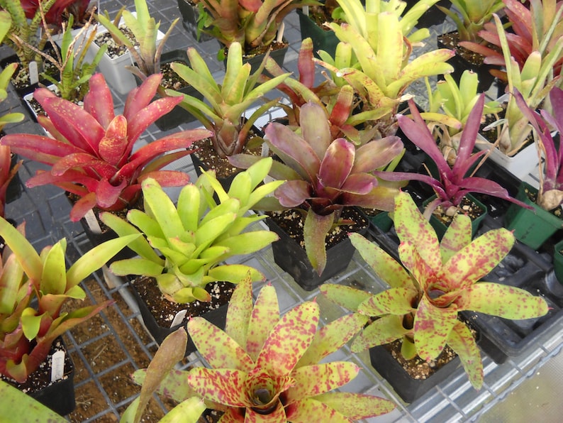 3 pack of Bromeliad pups/growers choice image 4