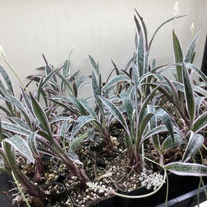 Ledebouria socialis variegated - variegated Silver Squill