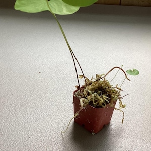 Utricularia nelumbifolia x reniformis