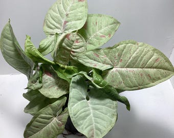 May include: A Syngonium plant featuring arrow-shaped leaves with a variegated pattern of pale green and soft pink speckles. The foliage is arranged in a dense cluster, displaying prominent veins and smooth, pointed edges on each individual leaf.