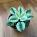 see more listings in the Houseplant  section