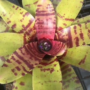 3 pack of Bromeliad pups/growers choice image 6