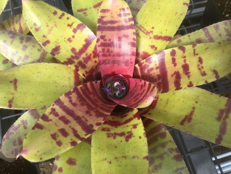 3 pack of Bromeliad pups/growers choice image 6