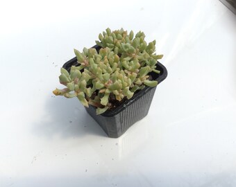 Lampranthus Deltoides Pink Ice