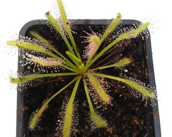 Drosera capensis alba